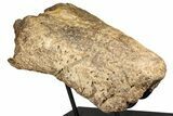 Fossil Triceratops Nasal Bone w/ Metal Stand - Montana #356901-2